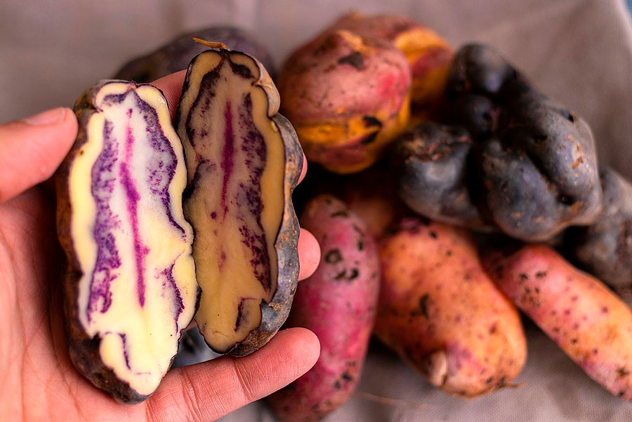 papas nativas peruanas