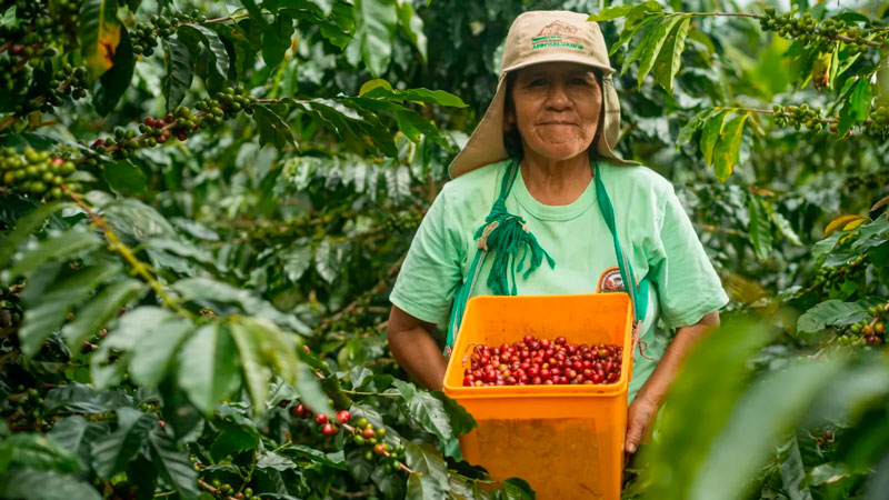 cafe peruano organico